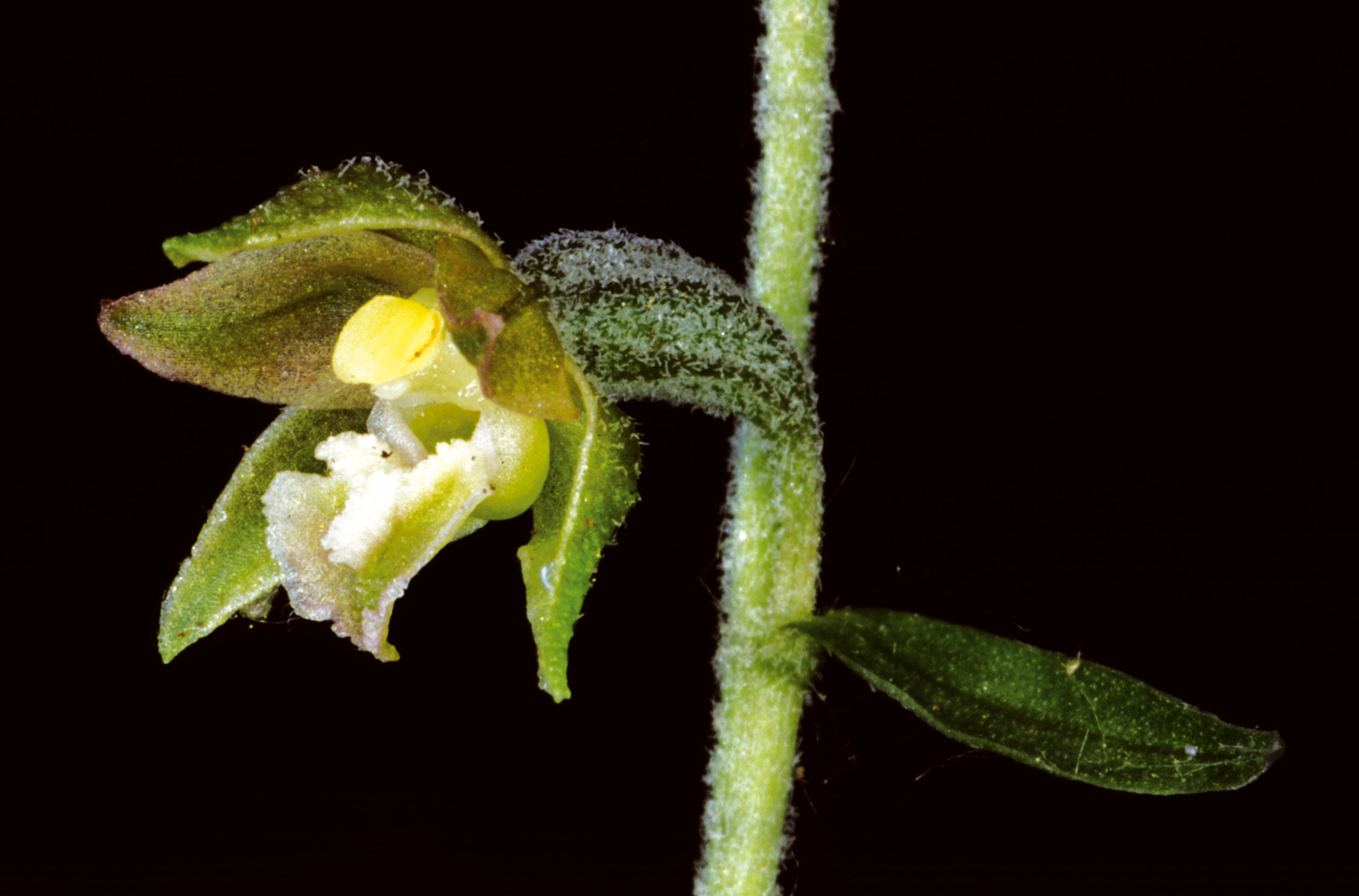 Epipactis microphylla (Ehrhardt) Swartz